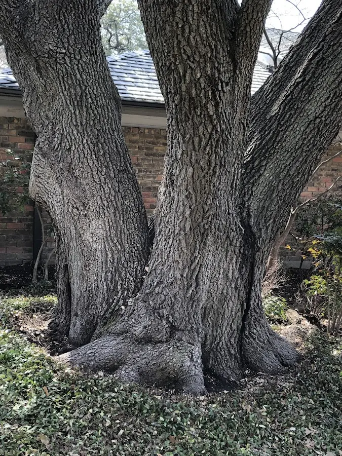 Mature heritage tree close to a Bogue Chitto property cared for by certified arborists
